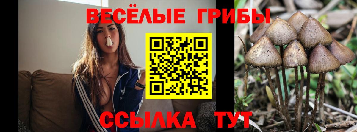 Псилоцибиновые грибы мухоморы  Галлюциногенные грибы Psilocybine cubensis  Маркс  Вход с VPN 
